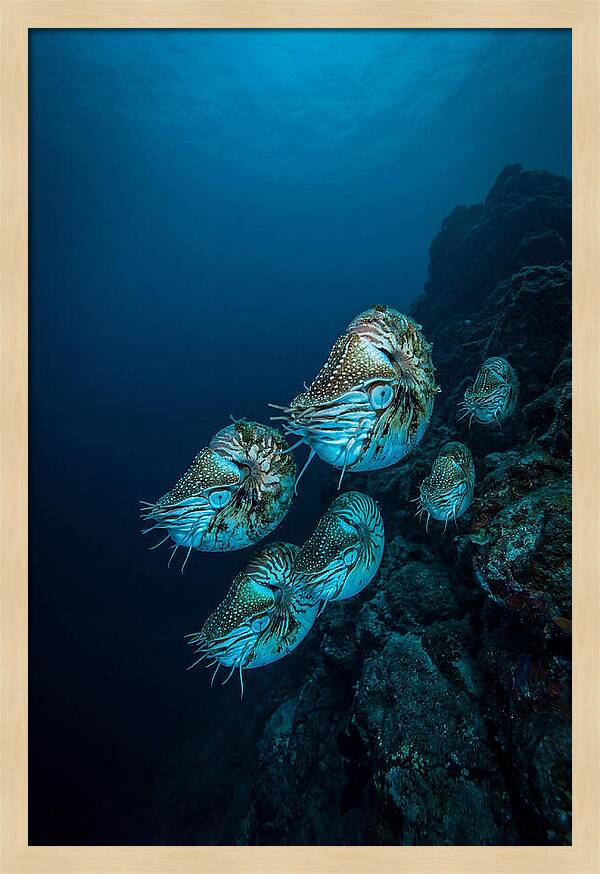 Nautilus Underwater Gathering