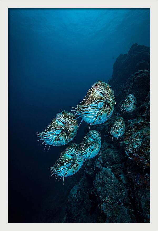 Nautilus Underwater Gathering