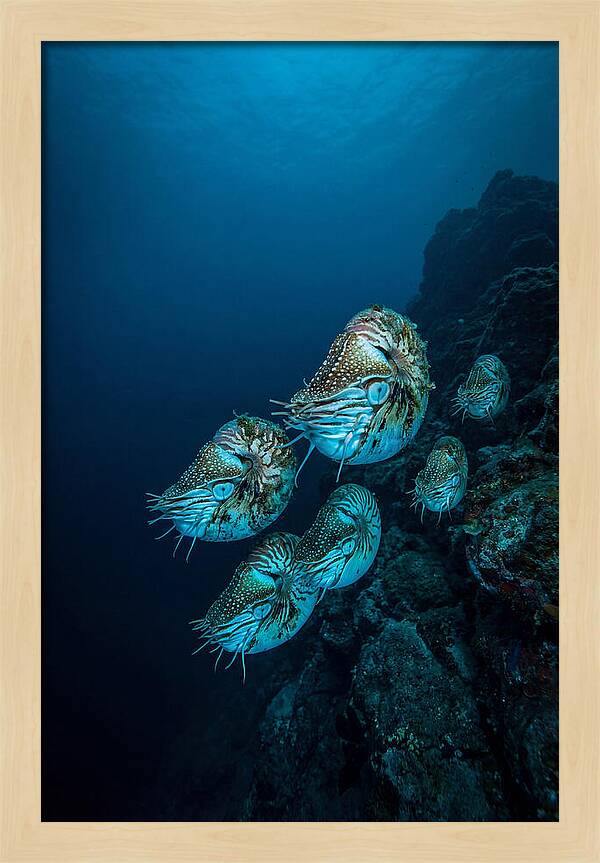 Nautilus Underwater Gathering