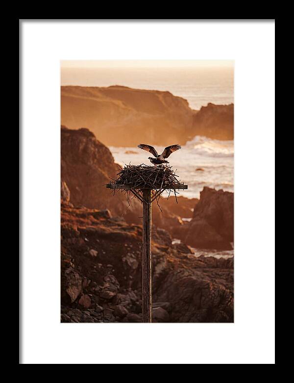 Nesting Osprey At Sunset