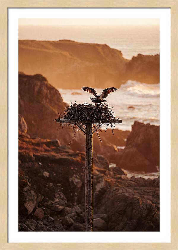 Nesting Osprey At Sunset