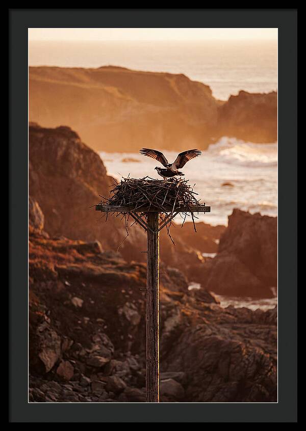 Nesting Osprey At Sunset