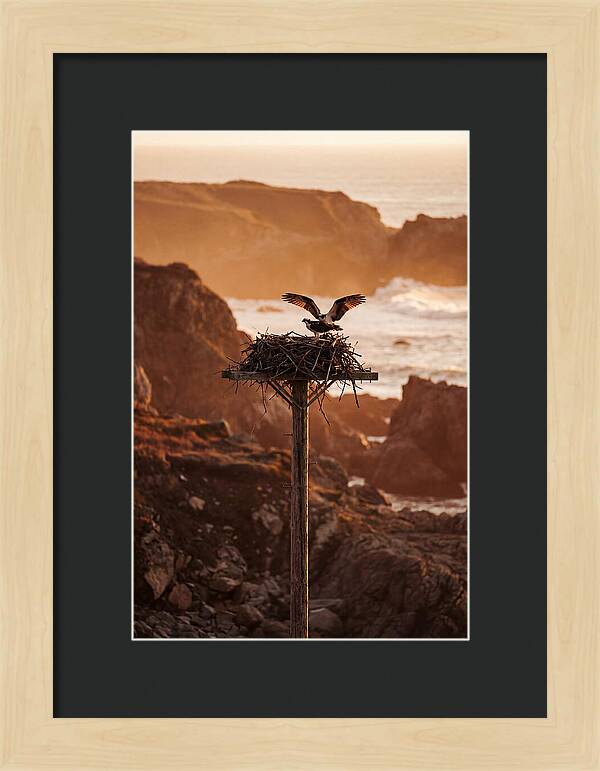 Nesting Osprey At Sunset
