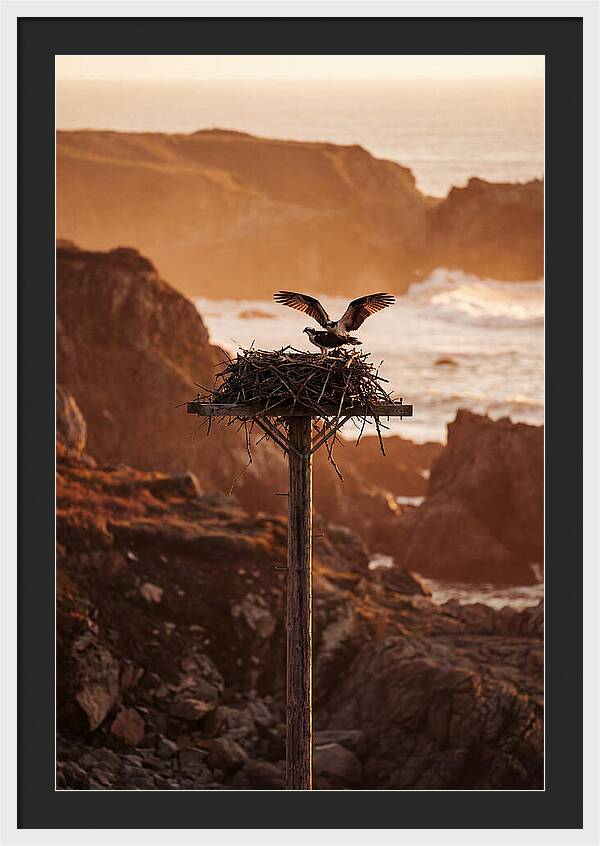 Nesting Osprey At Sunset