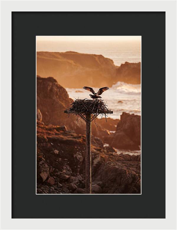 Nesting Osprey At Sunset