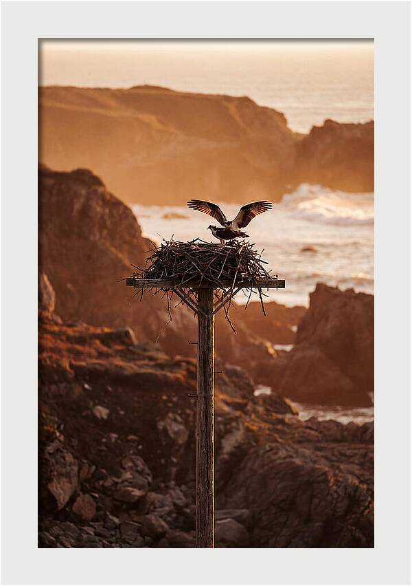 Nesting Osprey At Sunset