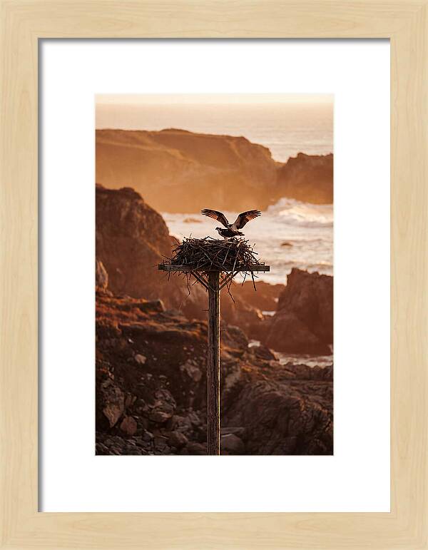 Nesting Osprey At Sunset