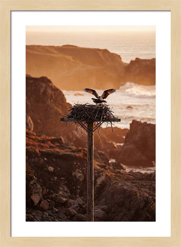 Nesting Osprey At Sunset