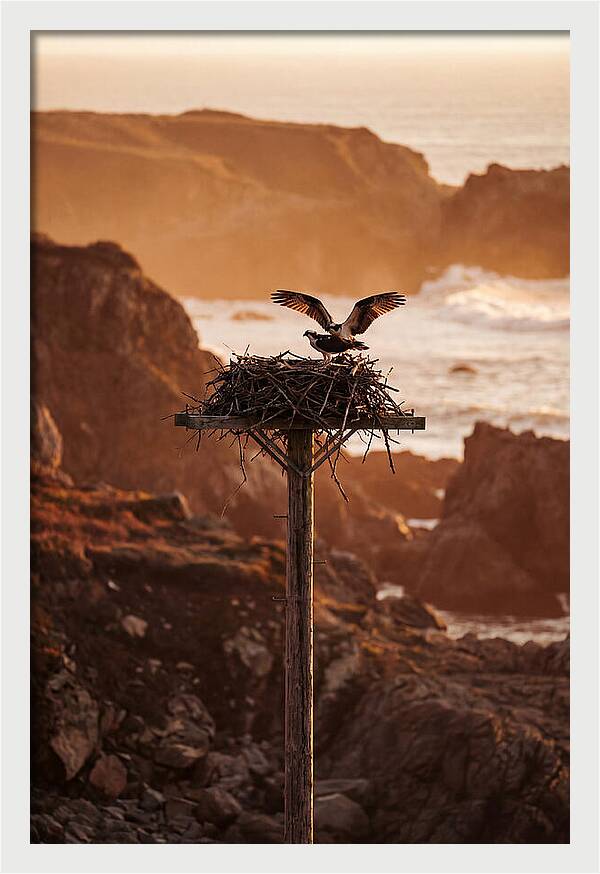 Nesting Osprey At Sunset
