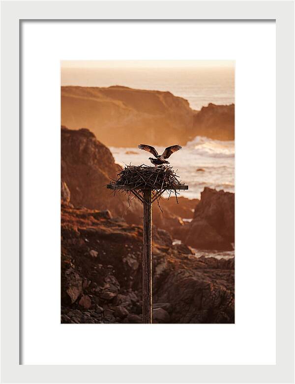 Nesting Osprey At Sunset
