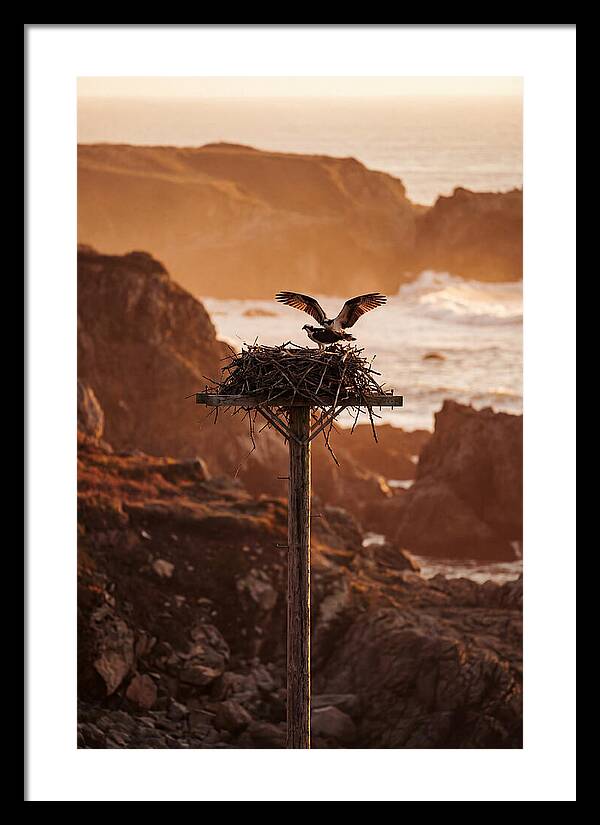 Nesting Osprey At Sunset