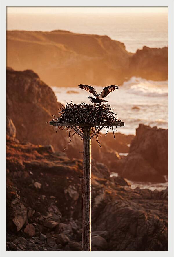 Nesting Osprey At Sunset