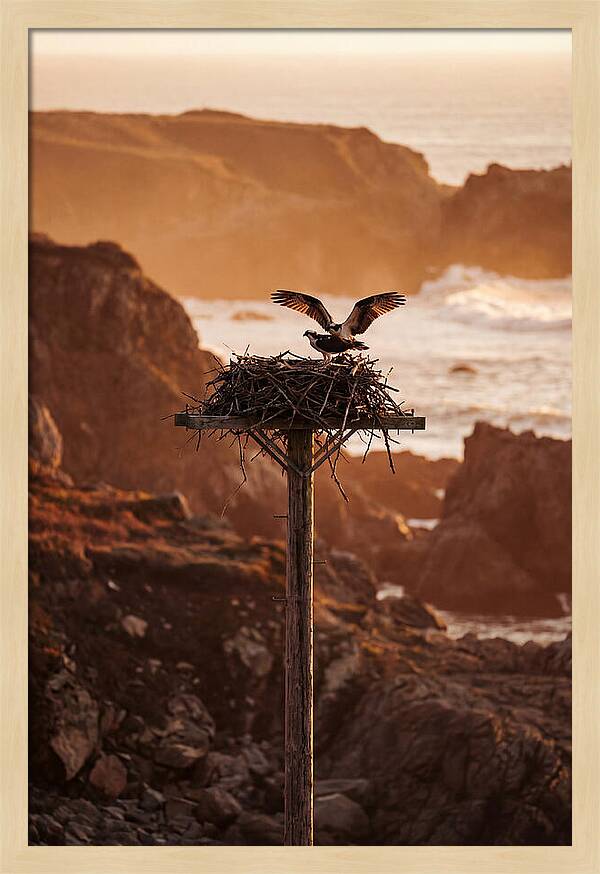 Nesting Osprey At Sunset