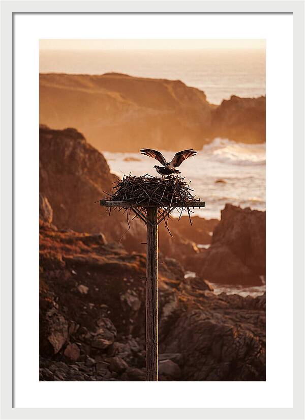 Nesting Osprey At Sunset