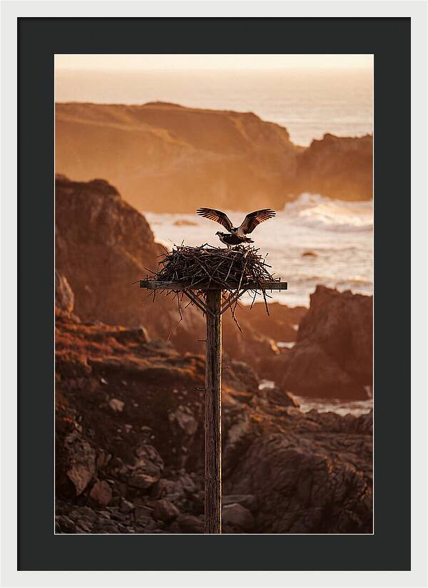 Nesting Osprey At Sunset