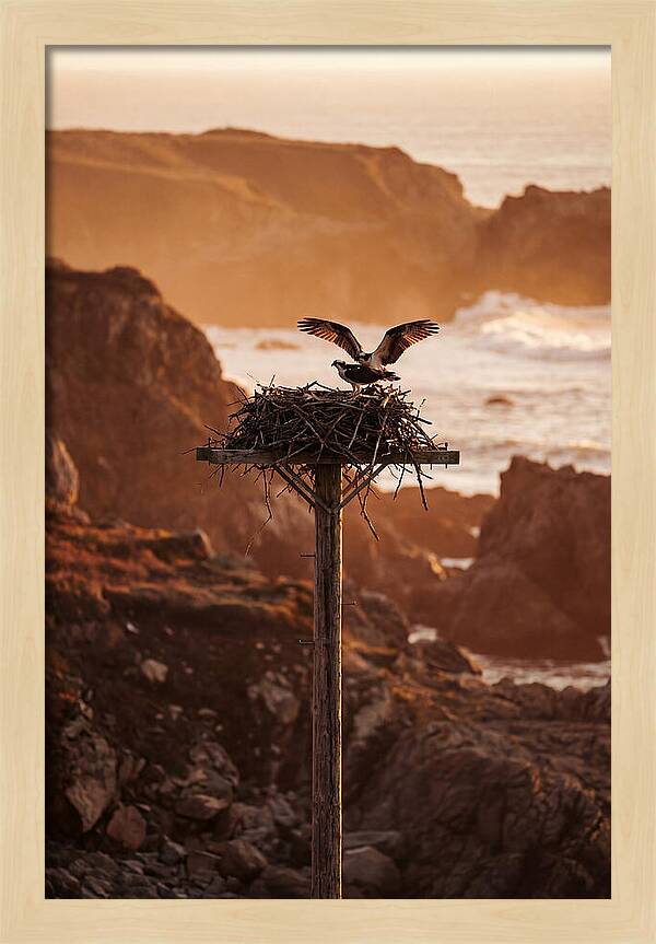 Nesting Osprey At Sunset