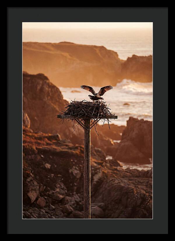 Nesting Osprey At Sunset