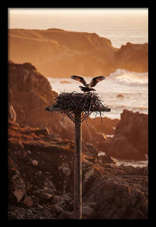 Nesting Osprey At Sunset