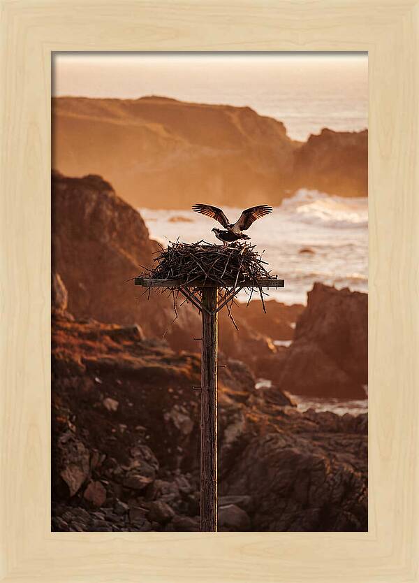 Nesting Osprey At Sunset