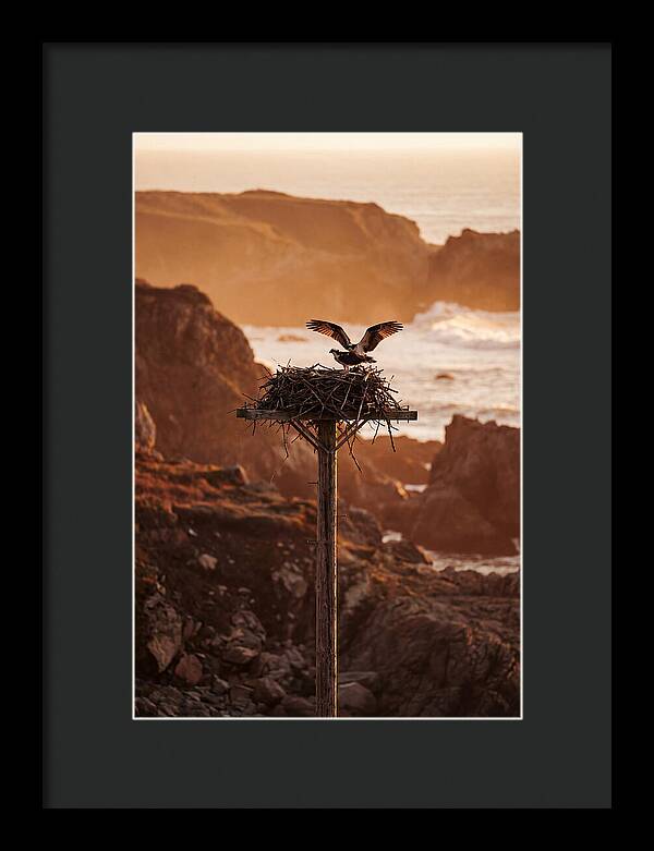 Nesting Osprey At Sunset