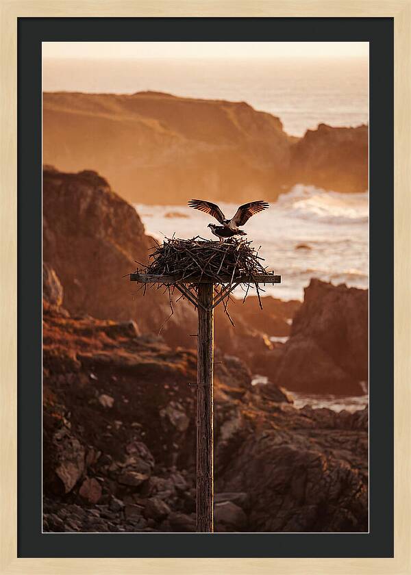 Nesting Osprey At Sunset
