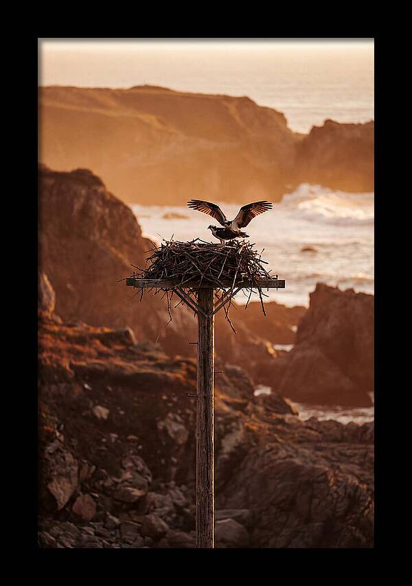 Nesting Osprey At Sunset