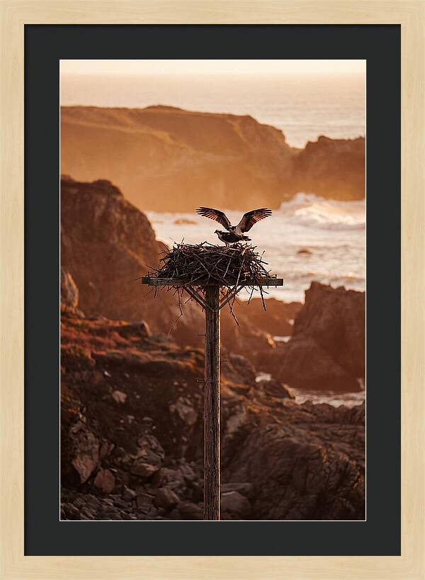 Nesting Osprey At Sunset