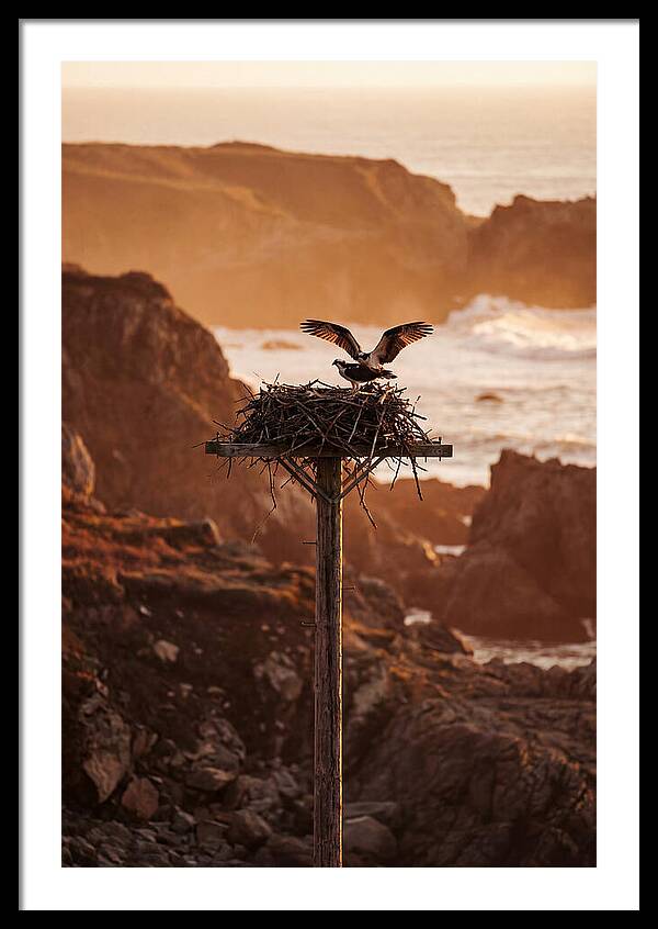 Nesting Osprey At Sunset