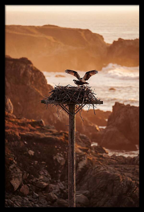 Nesting Osprey At Sunset