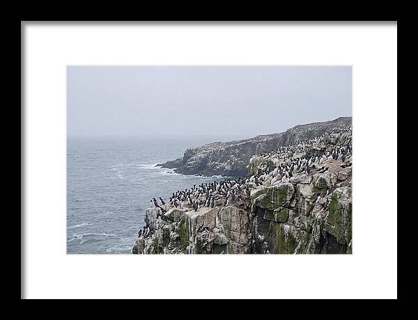 Nesting Seabirds On Cliffs