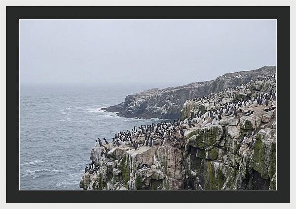 Nesting Seabirds On Cliffs