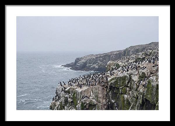 Nesting Seabirds On Cliffs