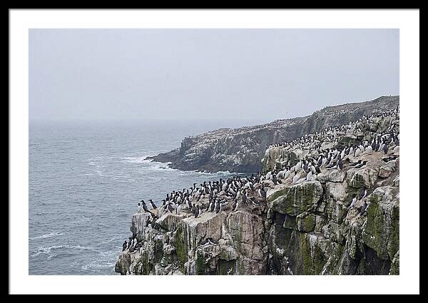 Nesting Seabirds On Cliffs