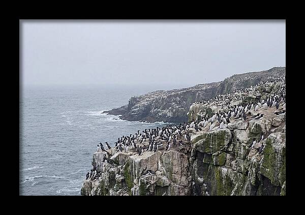Nesting Seabirds On Cliffs