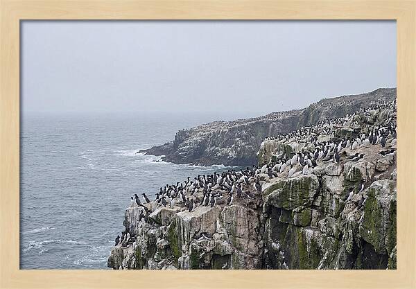 Nesting Seabirds On Cliffs