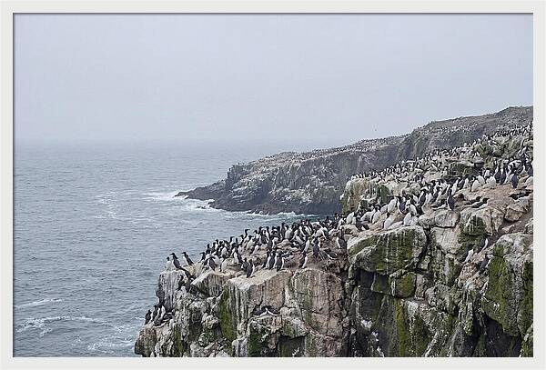 Nesting Seabirds On Cliffs