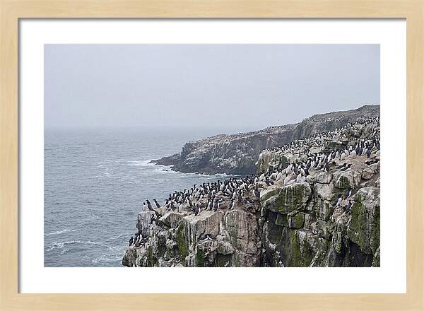 Nesting Seabirds On Cliffs