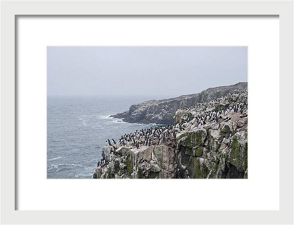 Nesting Seabirds On Cliffs