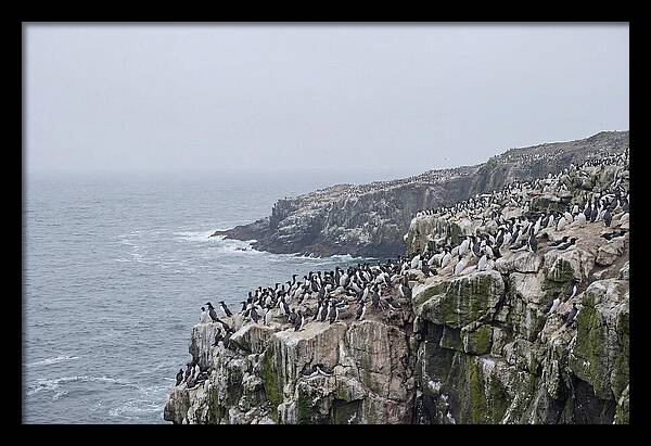 Nesting Seabirds On Cliffs