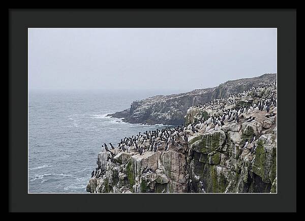 Nesting Seabirds On Cliffs