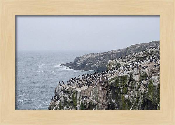 Nesting Seabirds On Cliffs