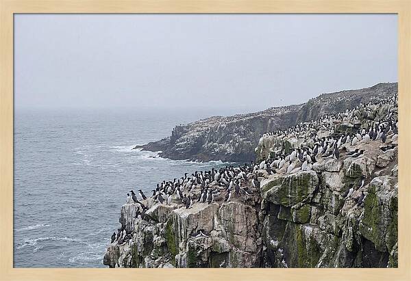 Nesting Seabirds On Cliffs