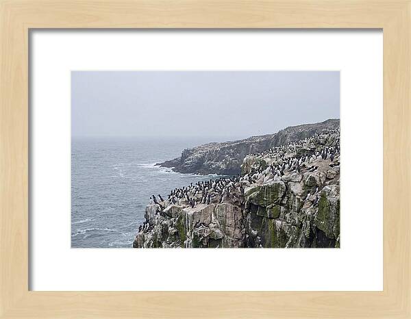 Nesting Seabirds On Cliffs