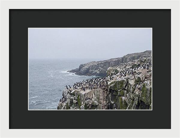 Nesting Seabirds On Cliffs