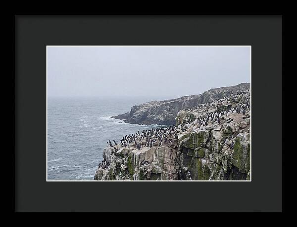 Nesting Seabirds On Cliffs