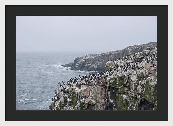 Nesting Seabirds On Cliffs