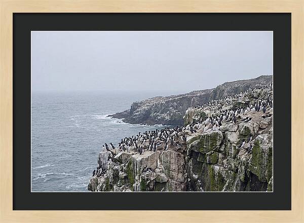 Nesting Seabirds On Cliffs