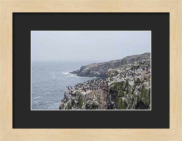 Nesting Seabirds On Cliffs