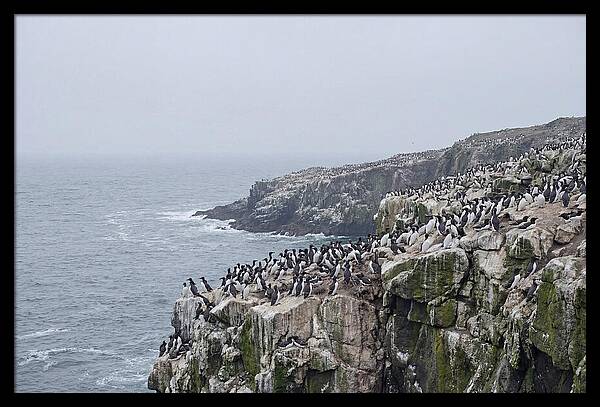Nesting Seabirds On Cliffs