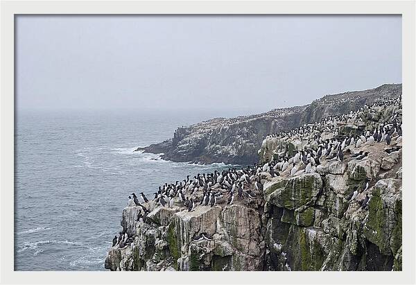 Nesting Seabirds On Cliffs